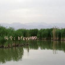 ƻ