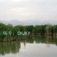 ȷ